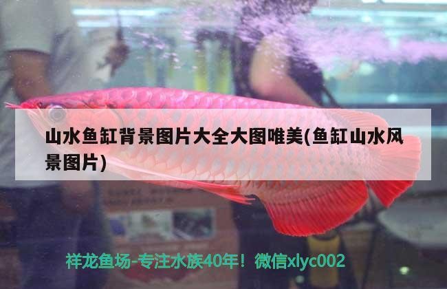 泰國虎魚吃什么，觀賞魚會嘔吐嗎