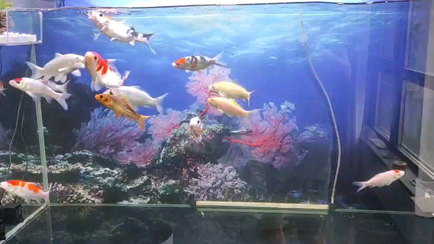靚水魚缸！