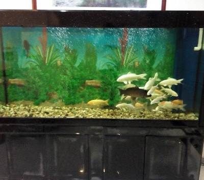 紅龍魚用什么燈發色好講解視頻教程大全圖片（紅龍魚用什么燈發色好講解視頻教程大全圖片）