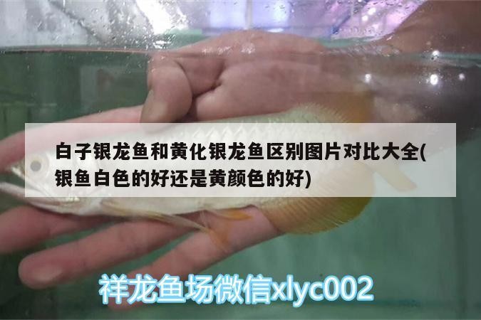 白子銀龍魚和黃化銀龍魚區別圖片對比大全(銀魚白色的好還是黃顏色的好)