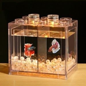 大魚缸能養斗魚嗎：斗魚可以在大魚缸中飼養，但仍需要注意以下幾點，斗魚仍需注意