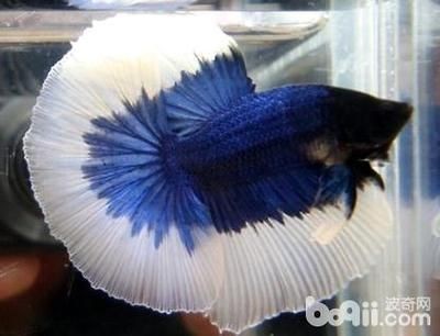 大魚缸能養斗魚嗎：斗魚可以在大魚缸中飼養，但仍需要注意以下幾點，斗魚仍需注意