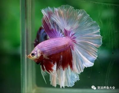 大魚缸能養斗魚嗎：斗魚可以在大魚缸中飼養，但仍需要注意以下幾點，斗魚仍需注意