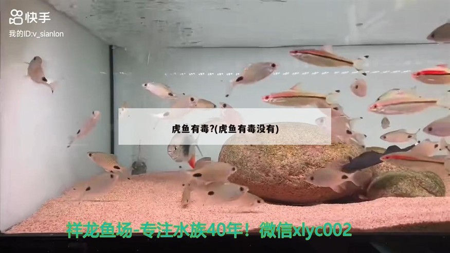 虎魚(yú)有毒?(虎魚(yú)有毒沒(méi)有)