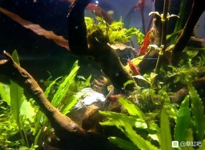 草缸可以改成普通魚缸嗎：草缸可以改回普通魚缸以下步驟和注意事項和注意事項