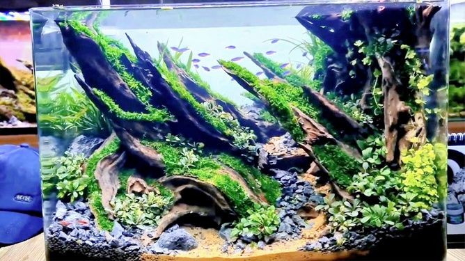 草缸可以改成普通魚缸嗎：草缸可以改回普通魚缸以下步驟和注意事項和注意事項