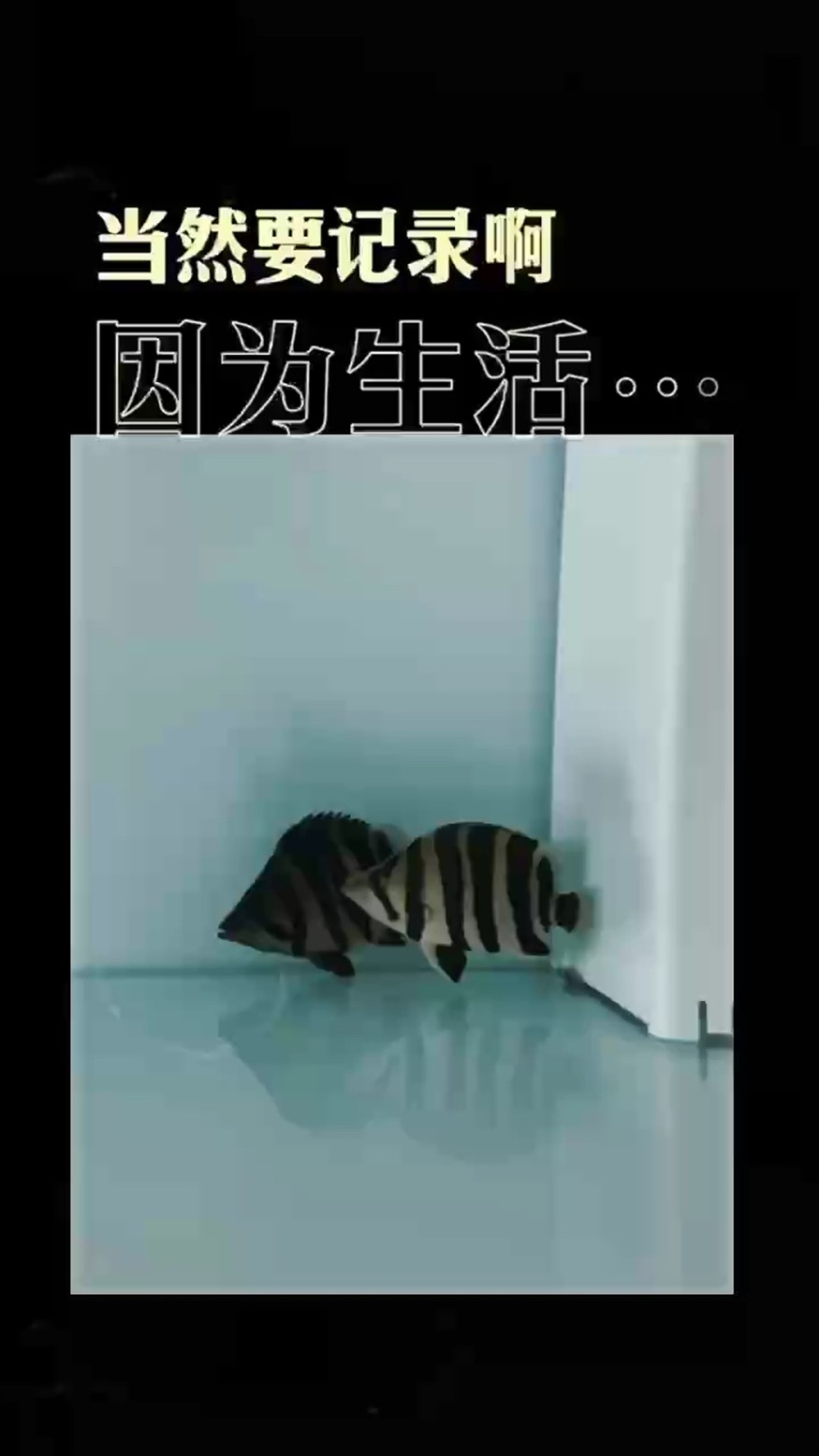 我又買魚了！10000和8000的區別