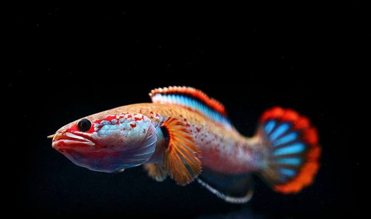 紅龍魚怎么打燈好看（紅龍魚怎么打燈好看圖片）