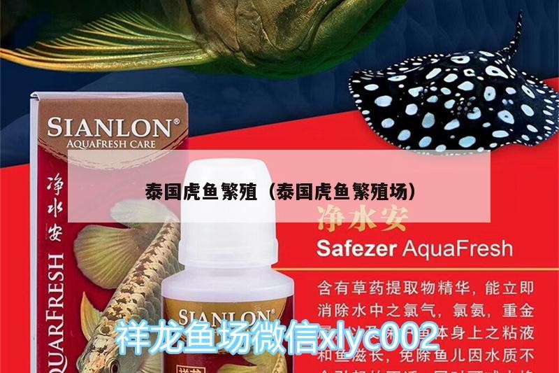 泰國(guó)虎魚(yú)繁殖（泰國(guó)虎魚(yú)繁殖場(chǎng)）