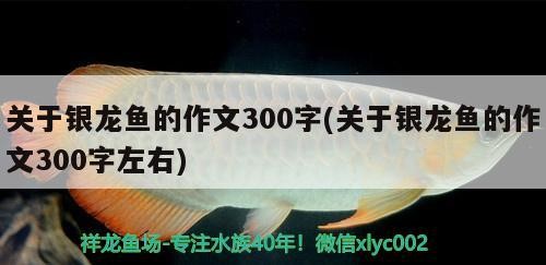 關(guān)于銀龍魚(yú)的作文300字(關(guān)于銀龍魚(yú)的作文300字左右)