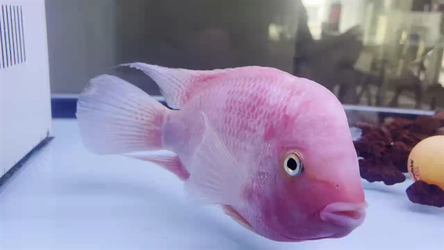 大神們，幫忙看看。除了白點病（已加溫至30度）好像還有點爛魚鰭（尾部）。怎么治療？現在也不和我互動了。[daku][daku][daku]