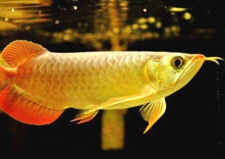 魚缸 茶水養紅龍魚好不好呢(養紅龍魚的注意事項) 虎魚百科 茶水養紅龍魚好不好呢(養紅龍魚的注意事項) 茶水養紅龍魚好不好呢(養紅龍魚的注意事項) 虎魚百科