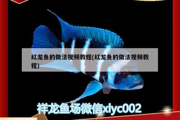 紅龍魚幼魚用什么背景飼養好呢圖片大全（紅龍魚幼魚用什么背景飼養好呢圖片大全視頻）