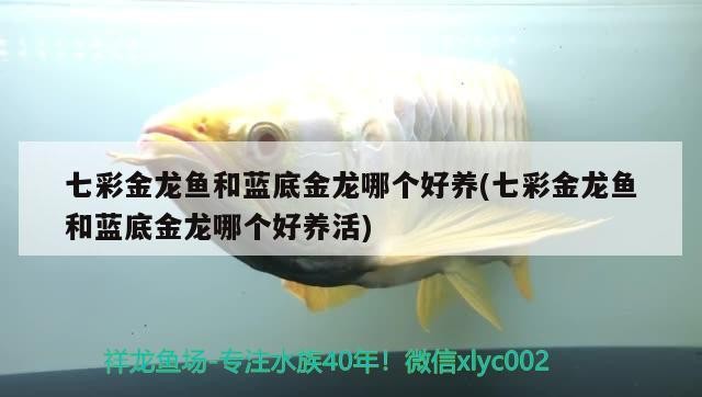 七彩金龍魚和藍底金龍哪個好養(七彩金龍魚和藍底金龍哪個好養活)