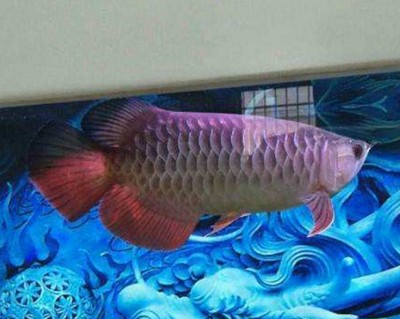 白色金龍魚寓意