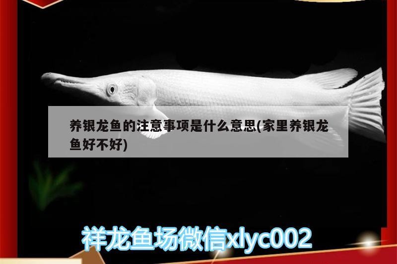 養銀龍魚的注意事項是什么意思(家里養銀龍魚好不好)