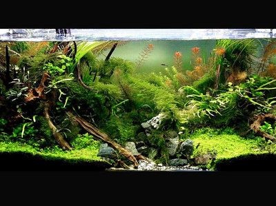 120魚缸水草造景布景：120魚缸水草造景布景方法