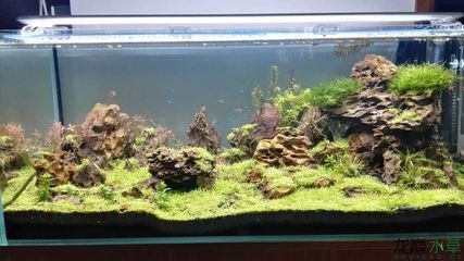 120魚缸水草造景布景：120魚缸水草造景布景方法