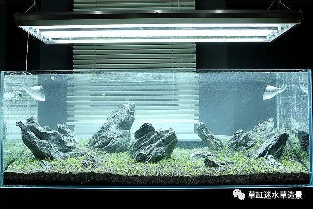 120魚缸水草造景布景：120魚缸水草造景布景方法