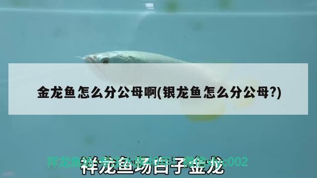 金龍魚怎么分公母啊(銀龍魚怎么分公母?)