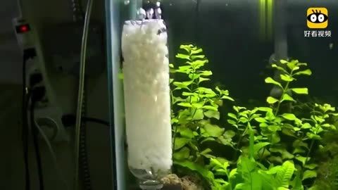 大礦泉水瓶做魚缸：制作大礦泉水瓶魚缸你需要的主要材料是一個大的礦泉水瓶