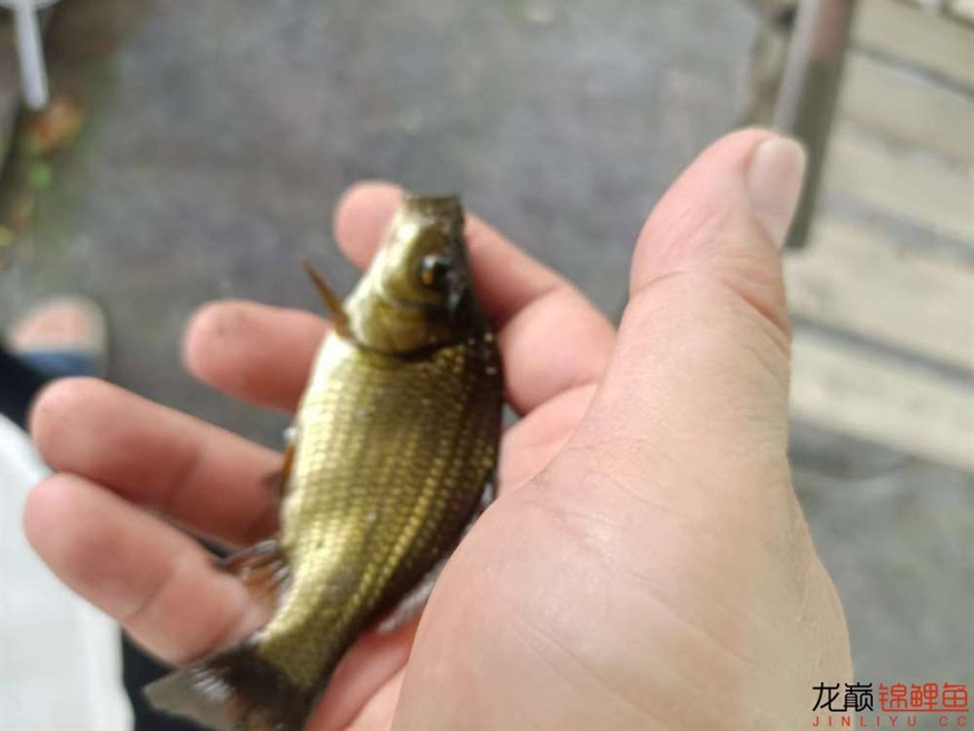 繁殖出的小魚不知道是啥品種