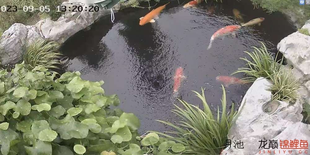 繁殖出的小魚不知道是啥品種