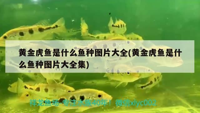 黃金虎魚是什么魚種圖片大全(黃金虎魚是什么魚種圖片大全集)