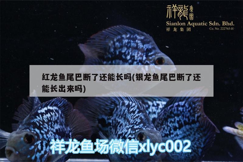 紅龍魚尾巴斷了還能長嗎(銀龍魚尾巴斷了還能長出來嗎)