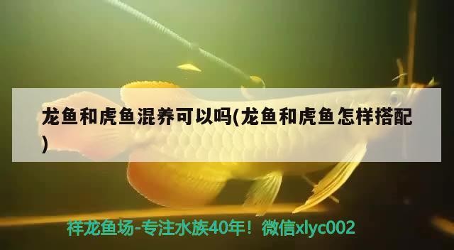 龍魚和虎魚混養可以嗎(龍魚和虎魚怎樣搭配)