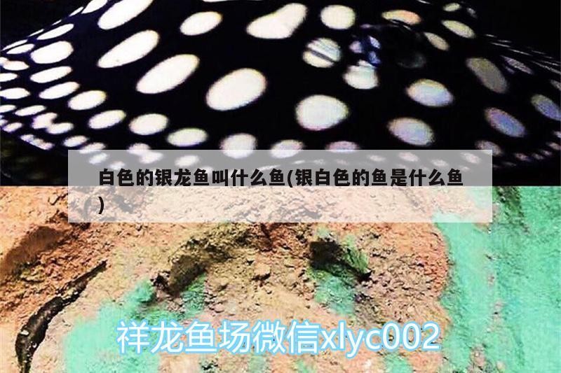 白色的銀龍魚叫什么魚(銀白色的魚是什么魚)