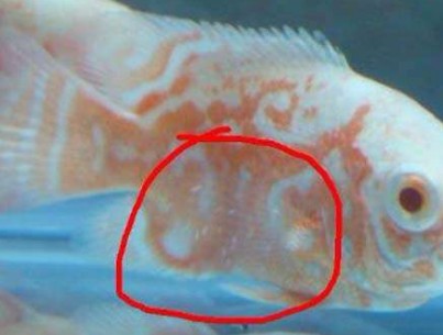 紅龍魚品種區分（紅龍魚品種區分圖片）