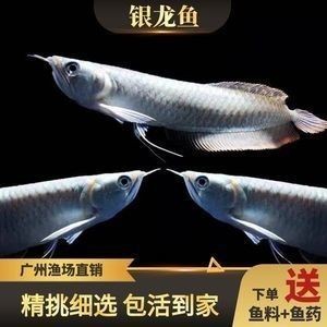 龍魚苗好養嗎怎么養