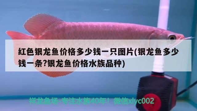 紅色銀龍魚價格多少錢一只圖片(銀龍魚多少錢一條?銀龍魚價格水族品種)