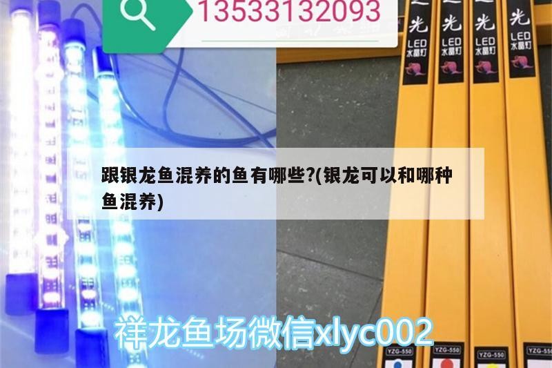 跟銀龍魚混養的魚有哪些?(銀龍可以和哪種魚混養)