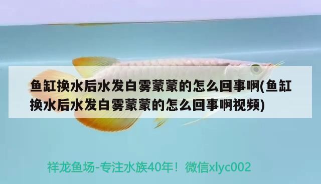 黃金河虎魚能和龍魚混養(yǎng)嗎？，黃金河虎魚能和龍魚混養(yǎng)嗎如何解決黃金河虎魚與龍魚的混養(yǎng)問題