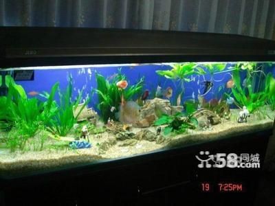 大型魚缸用什么消毒：大型魚缸如何消毒？