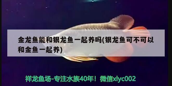 金龍魚能和銀龍魚一起養(yǎng)嗎(銀龍魚可不可以和金魚一起養(yǎng))