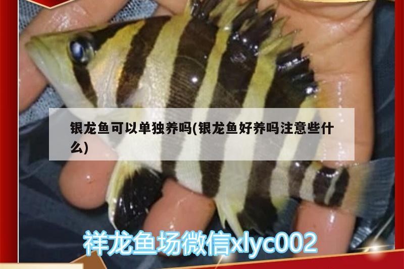 銀龍魚可以單獨養嗎(銀龍魚好養嗎注意些什么)