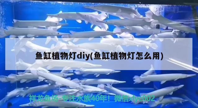 紅尾河虎魚和什么魚混養,虎魚和紅寶石魚混養介紹,紅尾河虎魚和什么魚混養