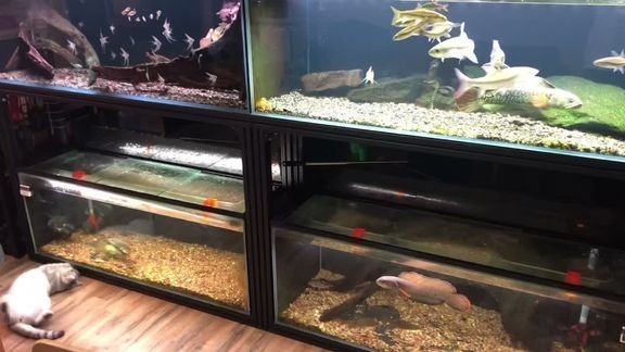 大魚缸小魚缸數學問題：從大魚缸倒出100/3升水到小魚缸