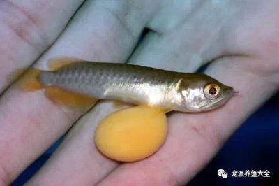 紅龍魚一般能長(zhǎng)多大的魚卵：如何提高紅龍魚產(chǎn)卵率