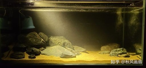 大魚缸改造成斗魚缸好不好看：如何將大魚缸改造成斗魚缸？