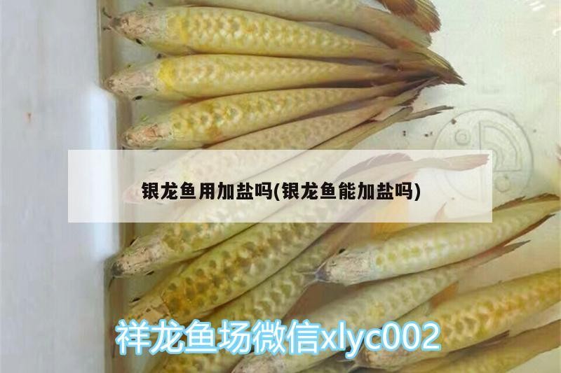 銀龍魚用加鹽嗎(銀龍魚能加鹽嗎)
