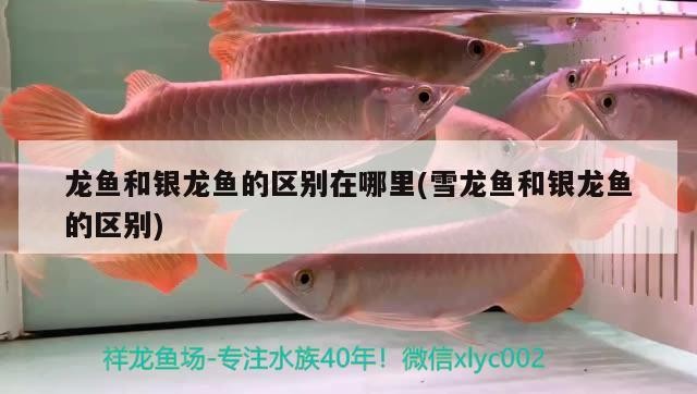 龍魚(yú)和銀龍魚(yú)的區(qū)別在哪里(雪龍魚(yú)和銀龍魚(yú)的區(qū)別)