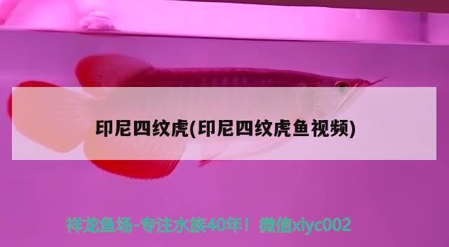 印尼四紋虎(印尼四紋虎魚視頻)