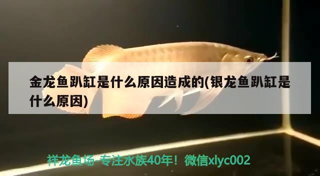 金龍魚趴缸是什么原因造成的(銀龍魚趴缸是什么原因)