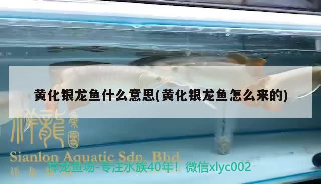 黃化銀龍魚什么意思(黃化銀龍魚怎么來的)