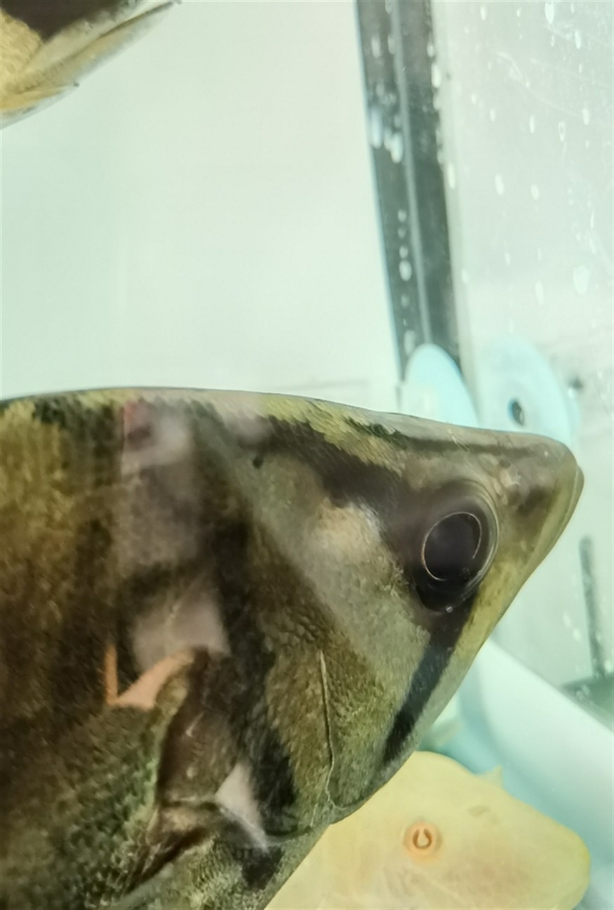 求救虎魚