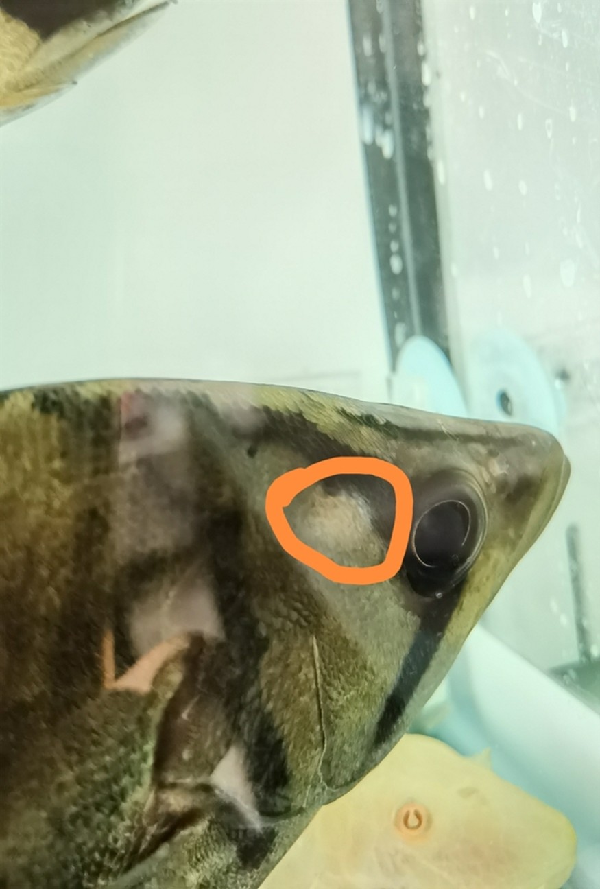 求救虎魚